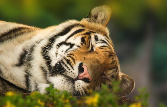 Tigre del Zoo de Naples fue abatido por la policía