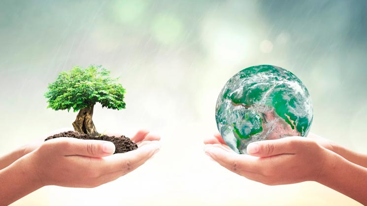 Million Trees Miami plantará 200 árboles para beneficiar el medio ambiente