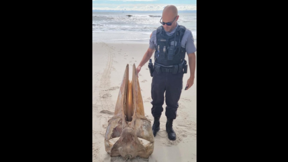 Misterioso cráneo gigante apareció en la orilla de una playa de Nueva Jersey