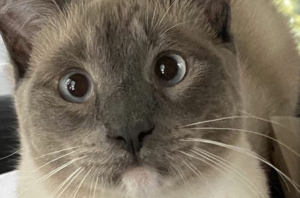 La odisea de Rayne, un gato que caminó casi 1.000 millas para volver a su hogar