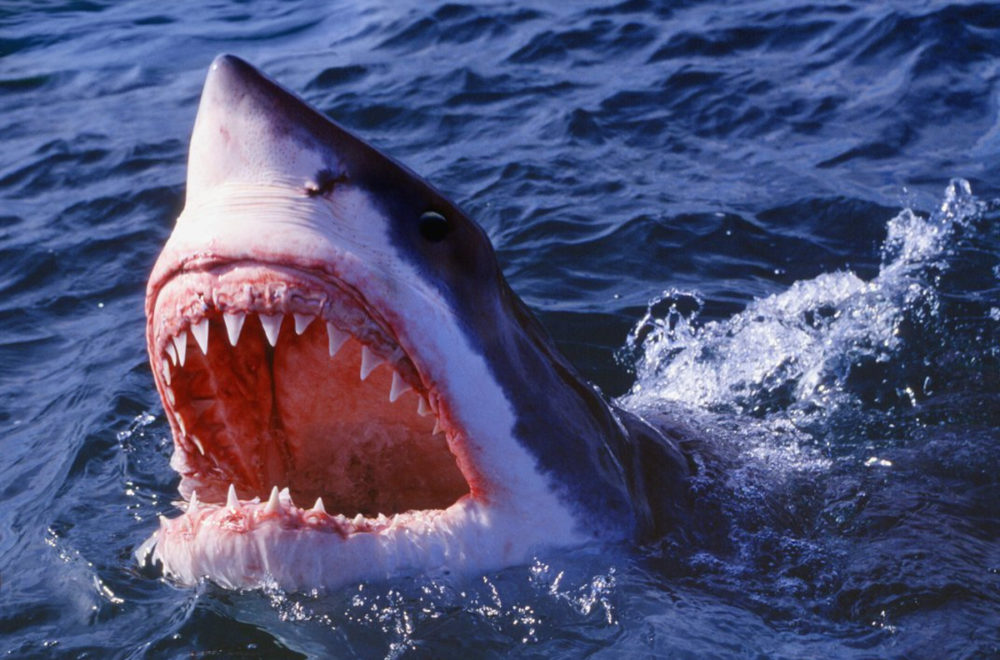 Tiburón devora a un delfín ante mirada atónita de bañistas en California