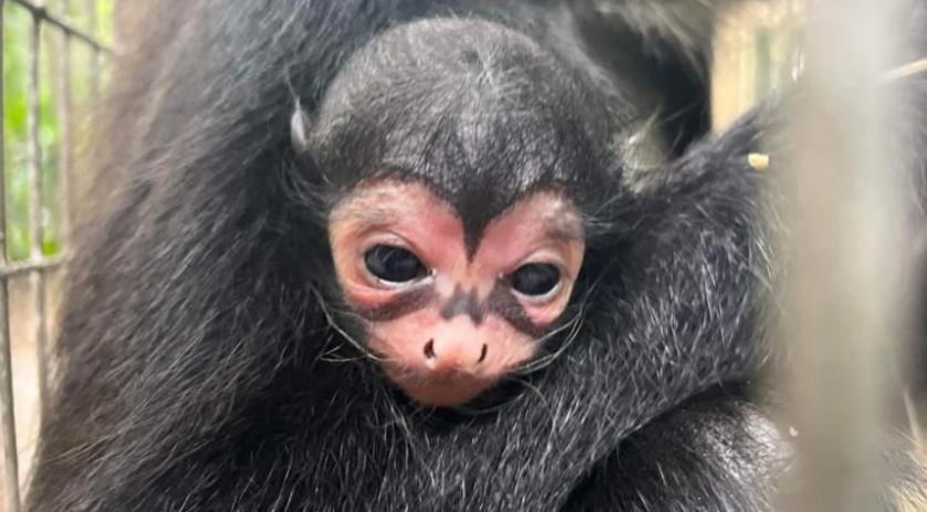 ¿Batman regresa? Nace mono araña con marcas de “Batman” en el zoo de Florida