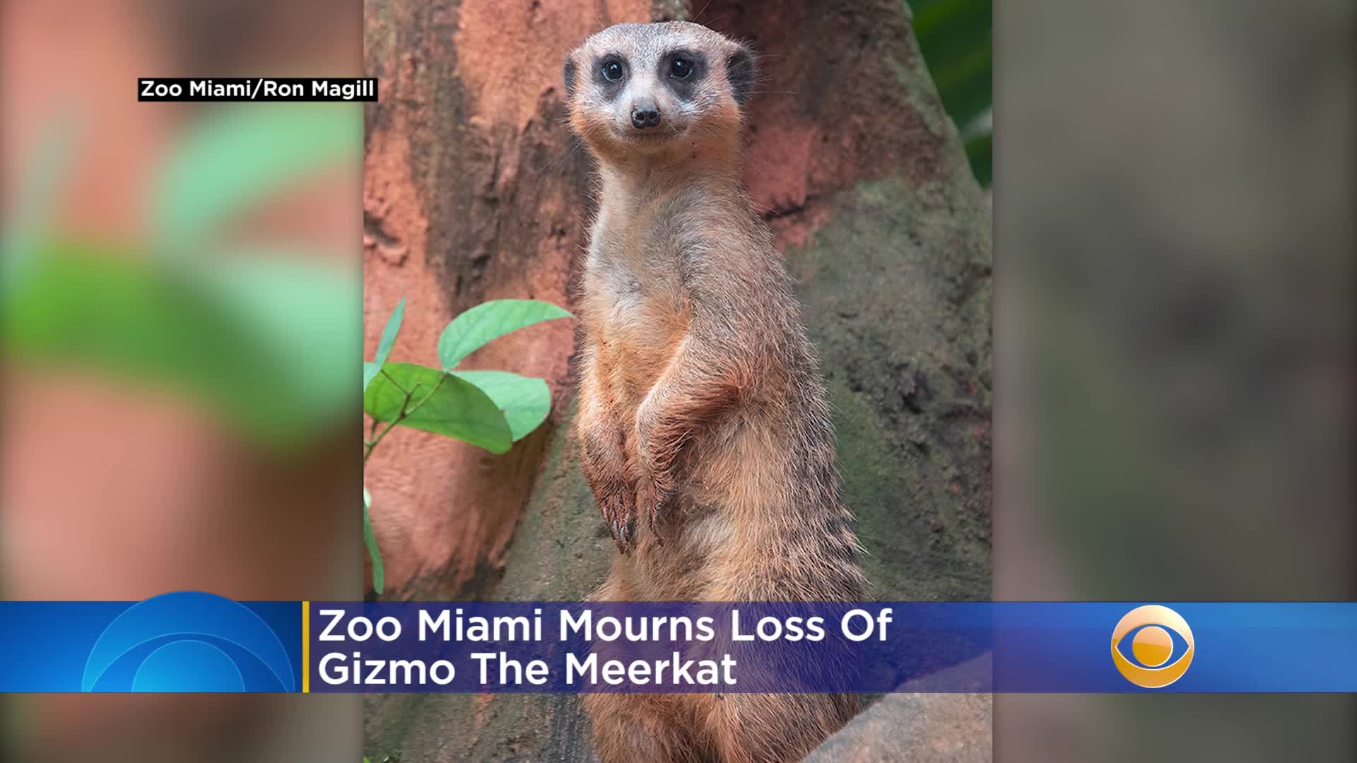 Suricata del zoológico de Miami pudo haber muerto tras colapso de un tunel en su hábitat