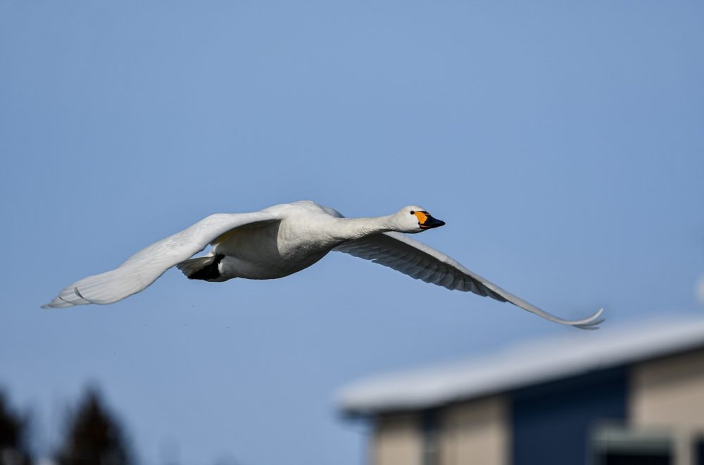 Cisnes de Eslovaquia “vuelan alto”: Se volvieron adictos a las amapolas