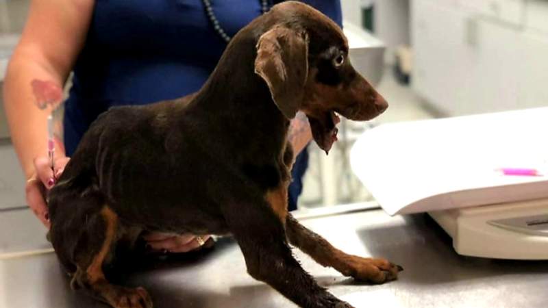 Rescatan a cachorro con seria fractura en el hocico y doctores sospechan que le dispararon