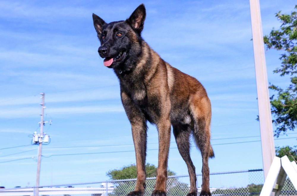 No tiene capa, pero sí cuatro patas: Perro salvó de la muerte a policía en Florida