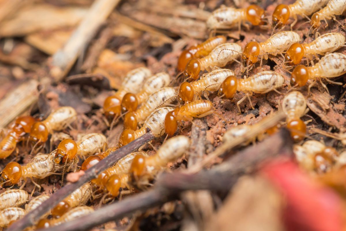Imagen de  las termitas de Drywood