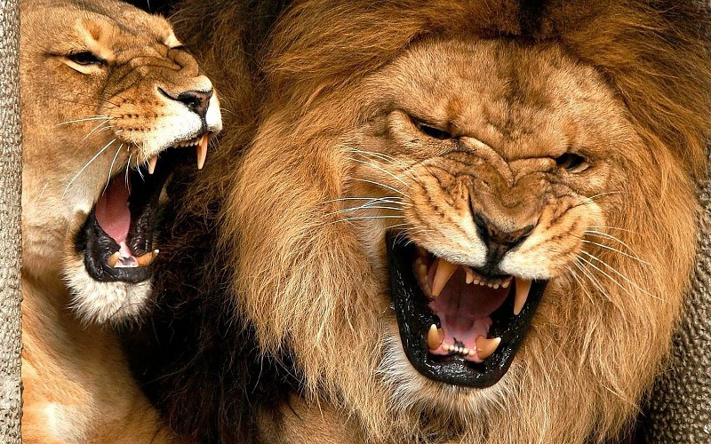 ¡Increíble! un hombre enfrenta a dos leones y los controla con su mano
