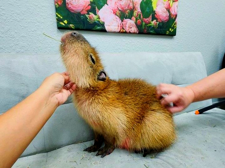En Florida existe un café donde puedes abrazar capibaras (y sí, es tan tierno como suena)