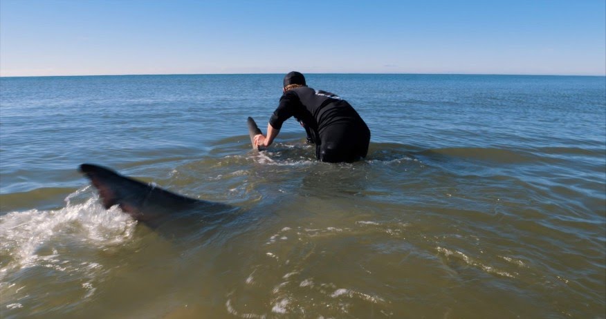 Pescaron el tiburón más grande que habían visto en sus vidas… ¡en una playa de Florida!