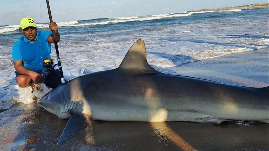 Pescador capturó tiburón de 300 kilos con una sardina
