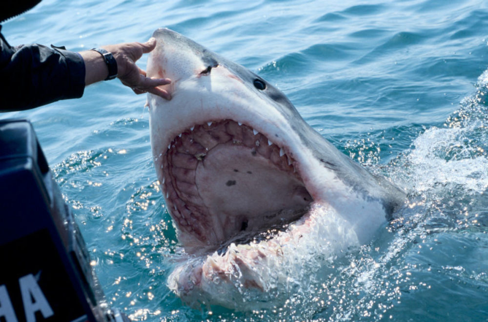 Tiburón desfigura rostro de surfista en New Smyrna Beach