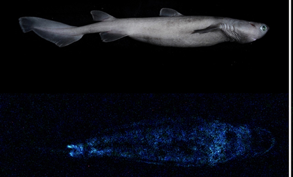 Descubren en Nueva Zelanda el tiburón que brilla en la oscuridad más grande del mundo