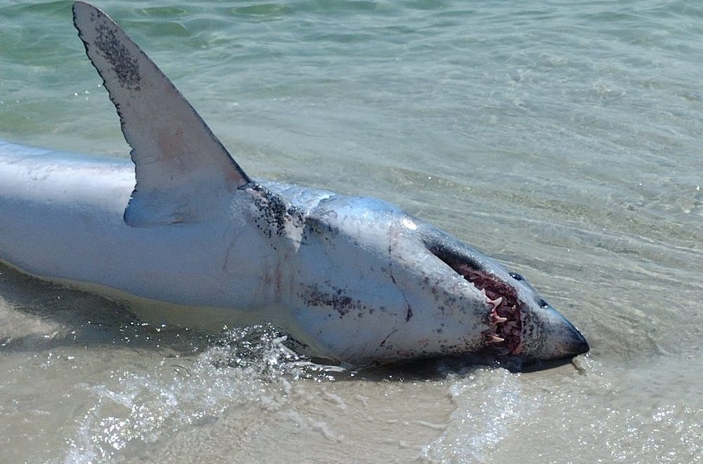 Bañistas arriesgan sus vidas para salvar a inmenso tiburón varado en Pensacola Beach
