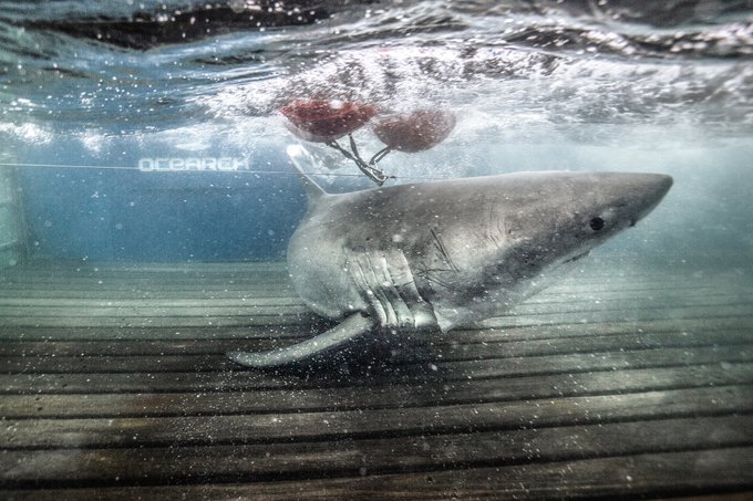 Un gran tiburón blanco está nadando en la costa de Florida