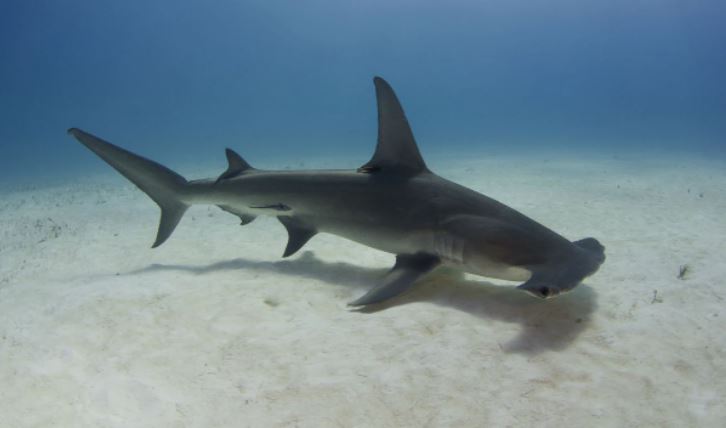 Tiburón martillo de 3 metros causó pánico en playa de Florida
