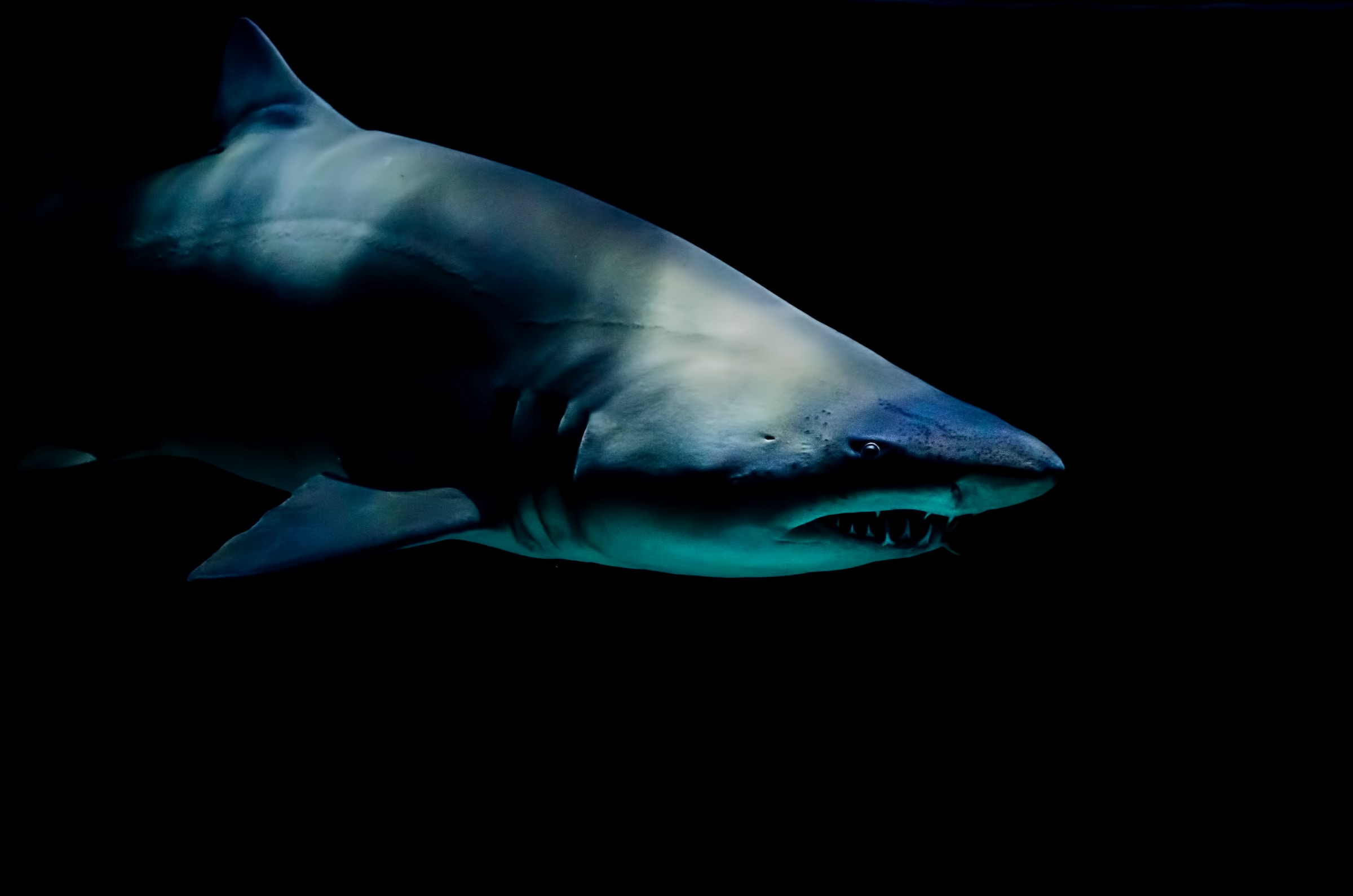Dos bañistas sobreviven a ataques de tiburones en Florida