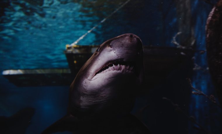 Qué hacer si un tiburón te ataca en las aguas de Florida