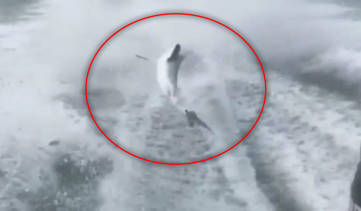 Hombres disparan y maltratan terriblemente a un tiburón (Video)