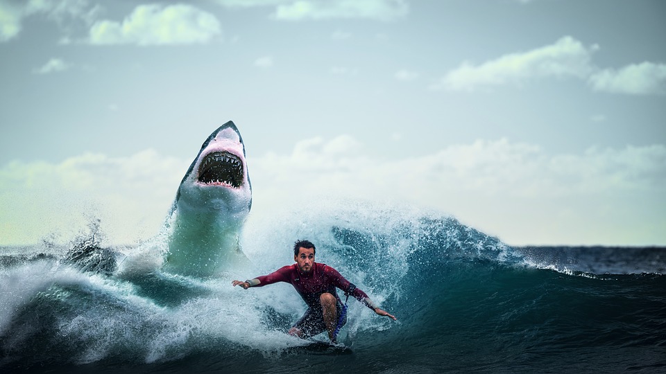 Surfista de 13 años fue atacado por un tiburón en playa de Florida
