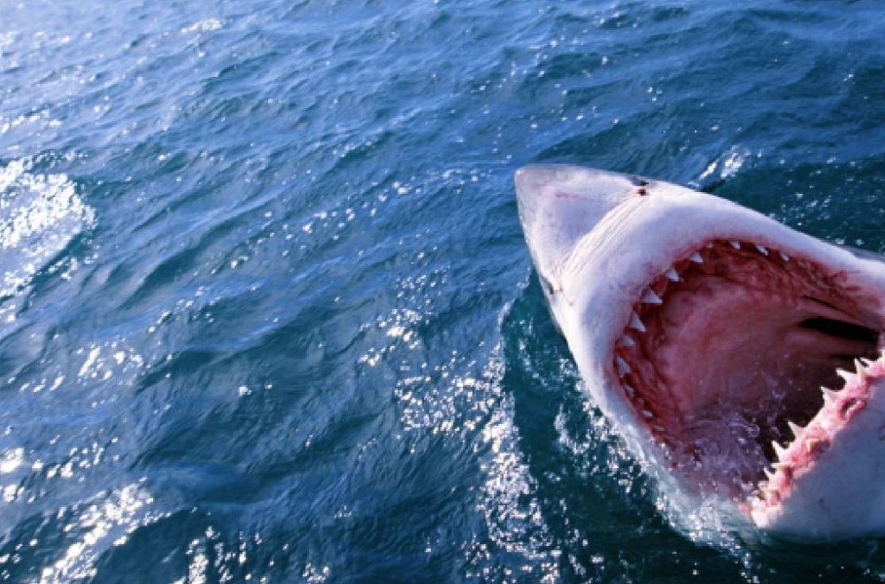 Turistas cazan a tiburón que asesinó a bañista en Egipto
