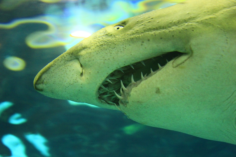 Registran el instante en que un tiburón blanco nada de espaldas y muestra todos sus dientes