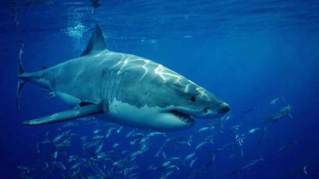 ¡Alerta! Cierran playas en los Estados Unidos por creciente ataques de tiburones