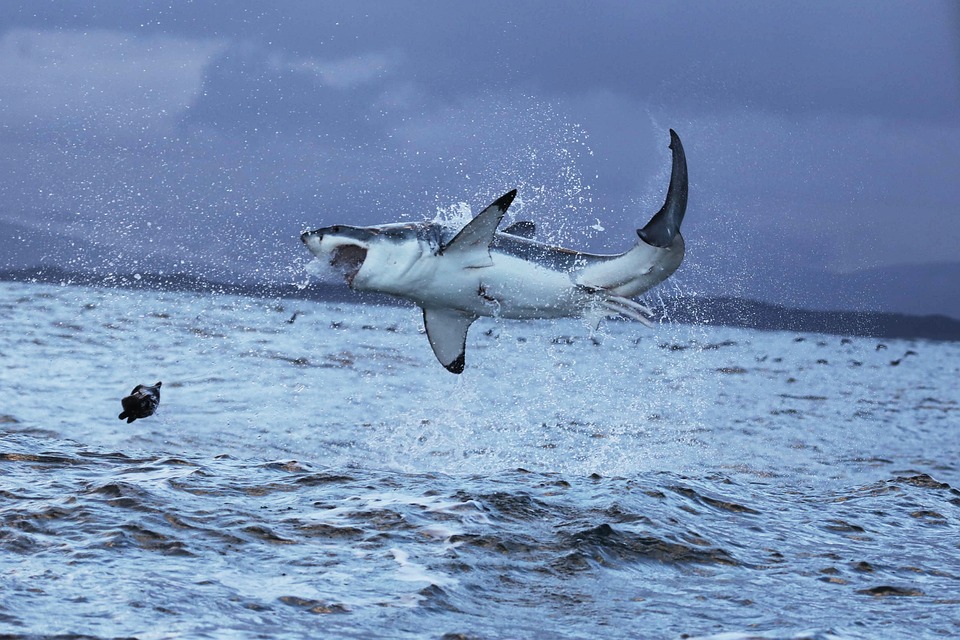 tiburón blanco