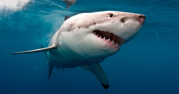 !Susto!Turistas toparon en Los Cayos con Tiburón Blanco