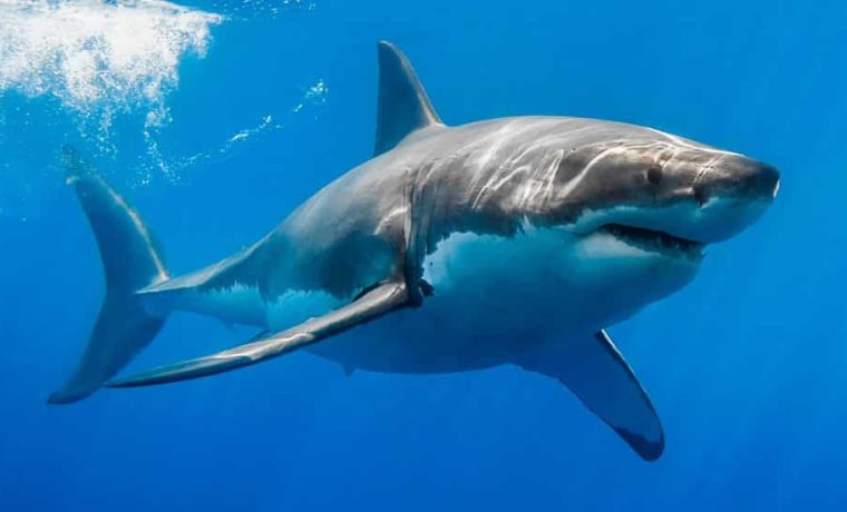 Tiburón blanco decapitó a buzo en México