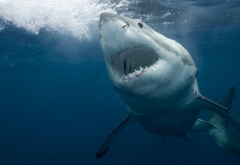 Coca-Sharks: ¿Tiburones de Florida se drogan con cocaína de contrabando?