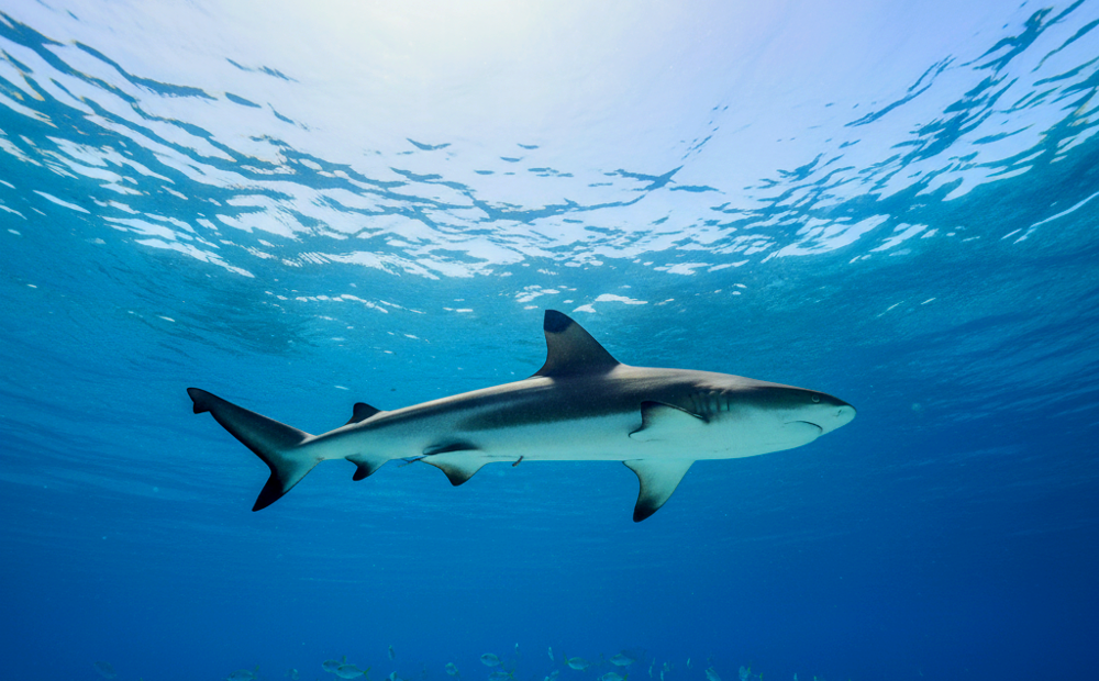 Tiburón ataca a niño de 8 años que practicaba snorkel en Key Largo