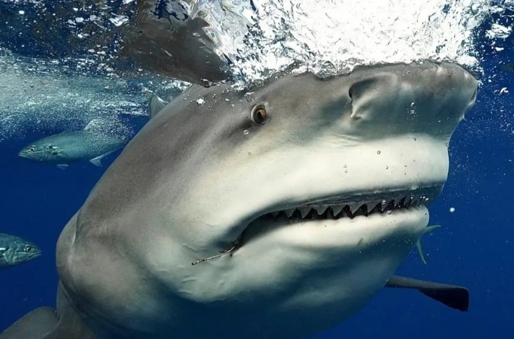 Brutal ataque de tiburón en St. Petersburgo deja a mujer con heridas graves