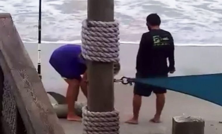 Video sensible: Torturó a tiburón con un martillo ante la mirada de los bañistas en Florida