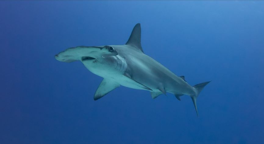 Tiburones martillo mueren en extrañas circunstancias en el Museo de Ciencias Frost