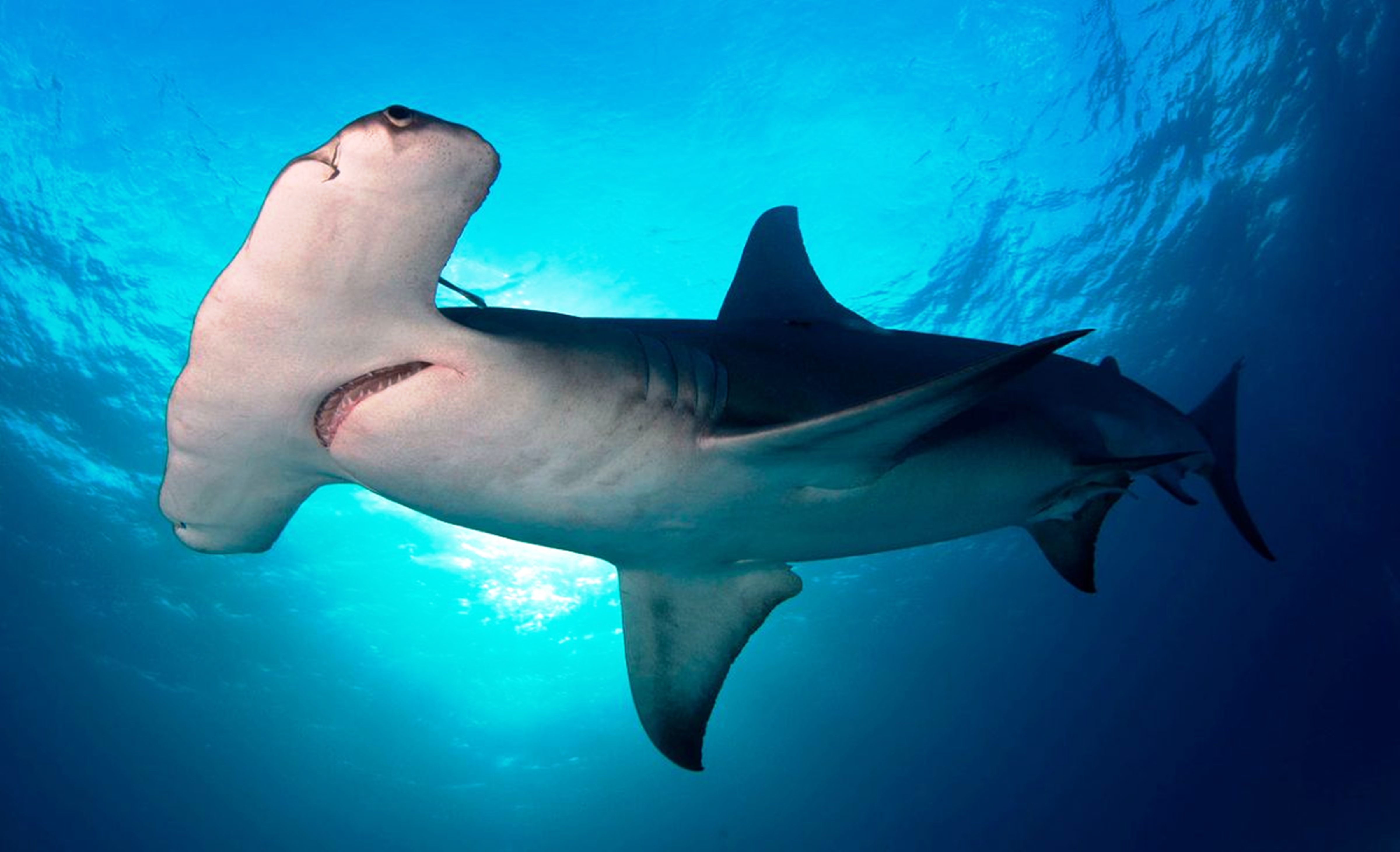 Mira como un tiburón martillo arrancó violentamente pesca de un hombre en Florida (Video)
