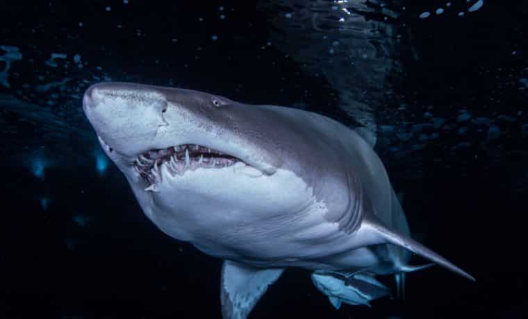Capturó a enorme tiburón toro en Miami Beach, el más grande de Florida