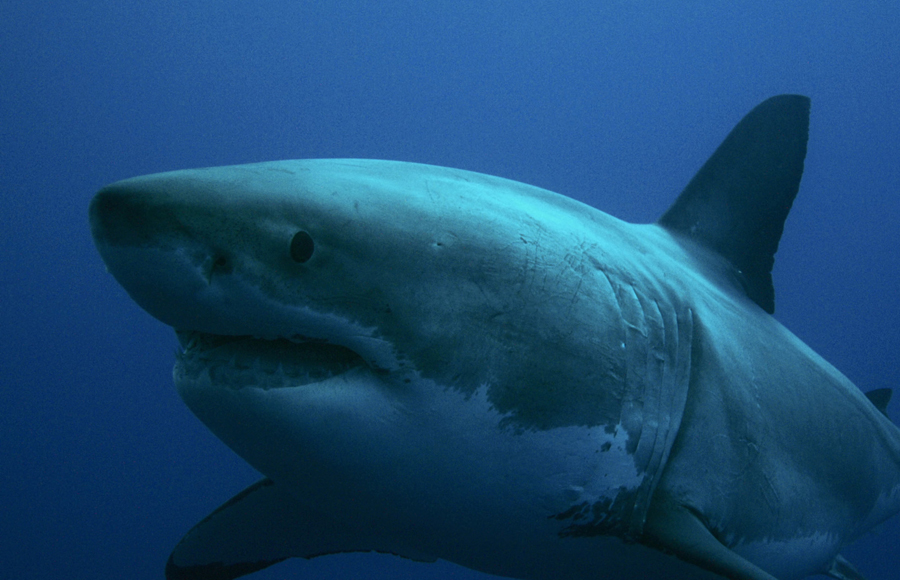 Sorprendente reaparición: Gigantesco tiburón blanco llega a las costas de Florida