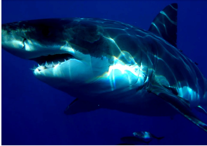Se encontraron cara a cara con un gran tiburón blanco y lo filmaron