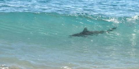 Tiburón mordió a adolescente mientras surfeaba en New Smyrna Beach