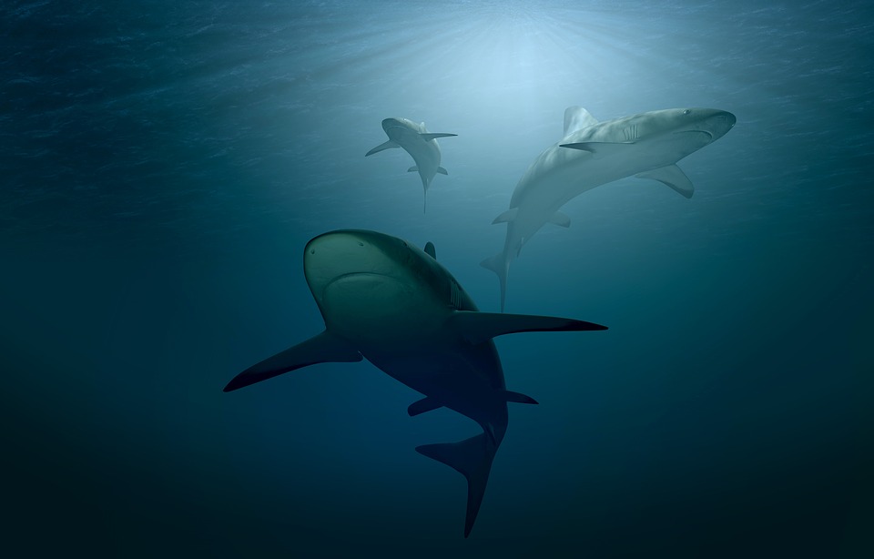 Tiburones muerden a dos personas con minutos de diferencia en playa de Florida