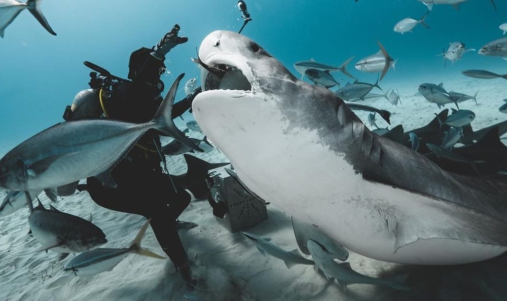 Tiburón se traga cámara de buzo y todo queda registrado