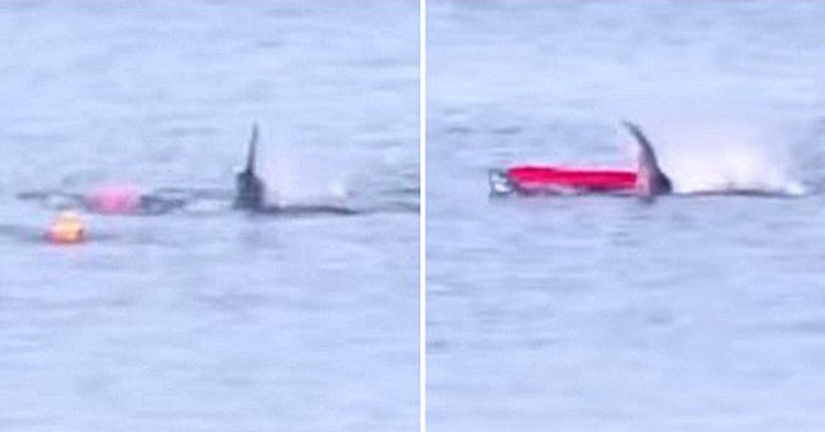¡No creerás! Mira lo que hizo un gran y peligroso tiburón blanco cuando se acercó a un kayak (Video)