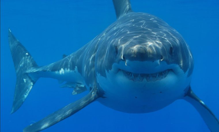 Identificaron a 55 tiburones blancos en las costas de Florida