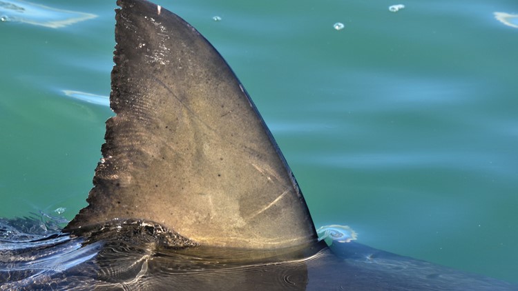 ¡Pánico! Siete tiburones martillo rodearon a tres mujeres en Pensacola