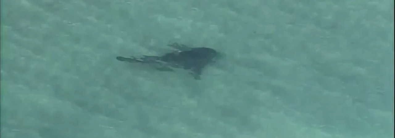 ¡Peligro! Un gigantesco tiburón acecha en una playa de Miami