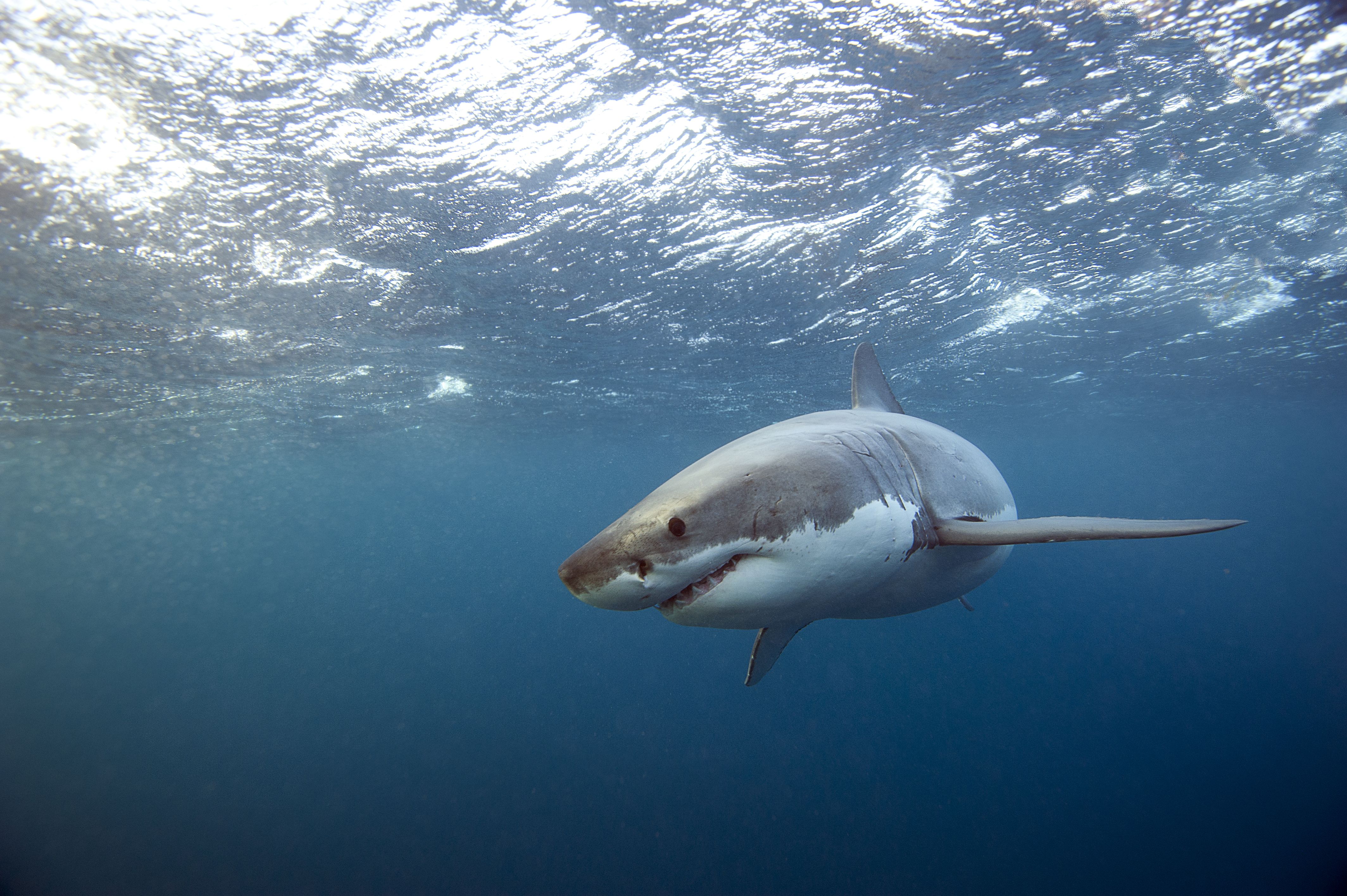 Prohibirán lanzar sangre a las playas para atraer tiburones en Florida
