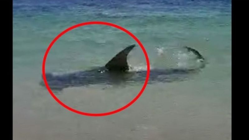¡Sorprendente!: Captan enorme tiburón martillo cerca de la orilla de la playa en Florida