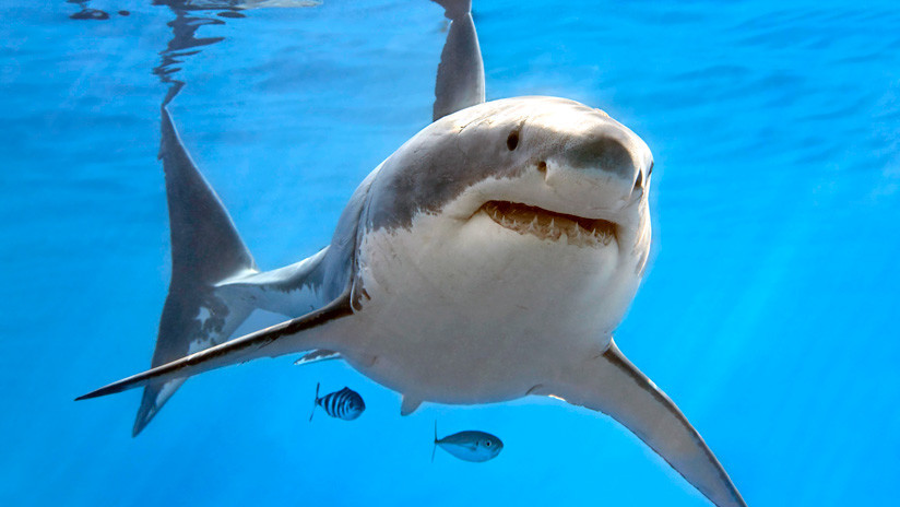 El peligro de ser atacado por un tiburón es “extremadamente bajo”