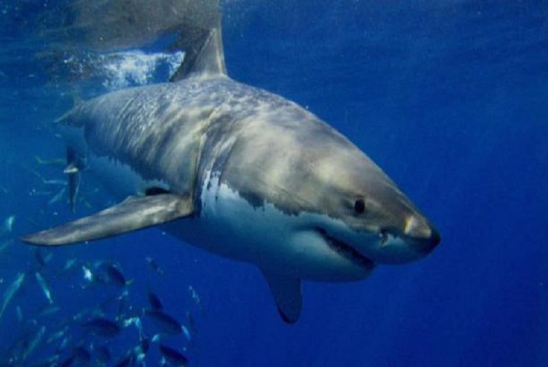 Pescador graba su increíble encuentro con un tiburón blanco en Florida (Video)